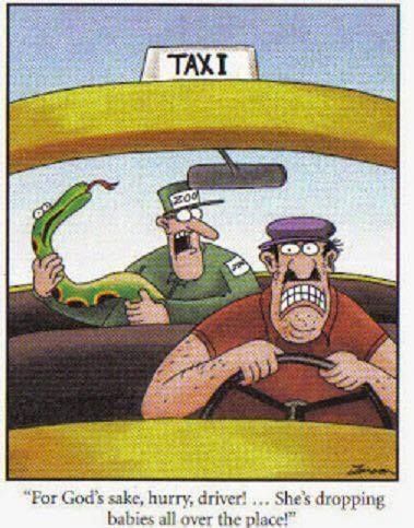 taxi.jpg