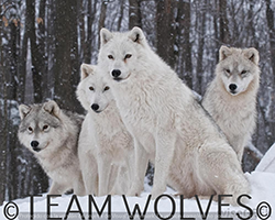team-wolves.png